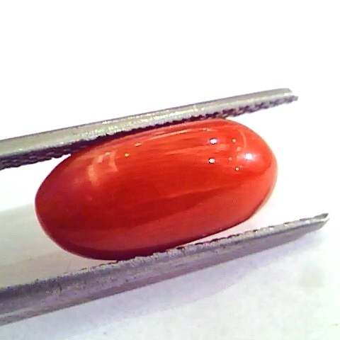 5.85 Carat Natural Italian Red Coral Moonga Gemstone AAAA
