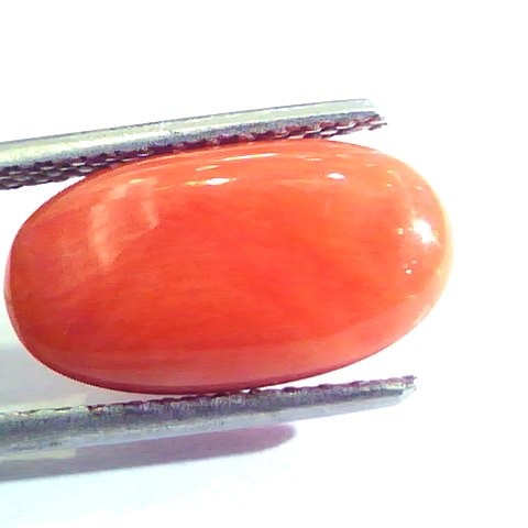 5.98 Ct Untreated Natural Premium Italian Red Coral AAAAA