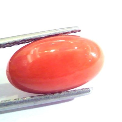 5.98 Ct Untreated Natural Premium Italian Red Coral AAAAA