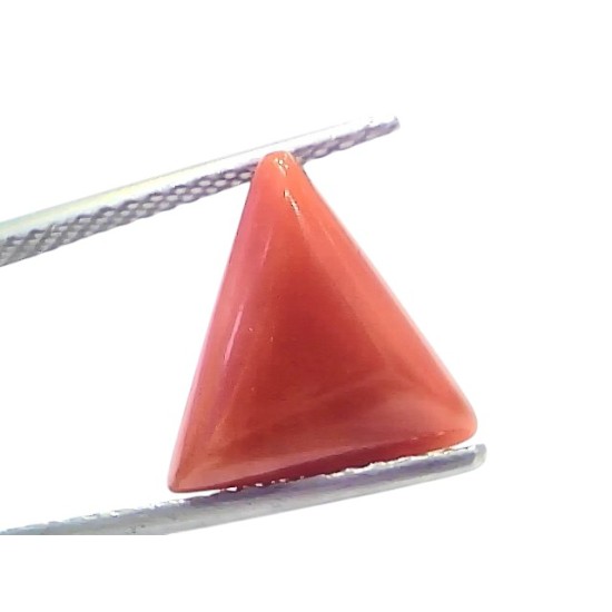 5.93 Ct Natural Italian Triangle Red Coral Trikon Moonga Gemstone