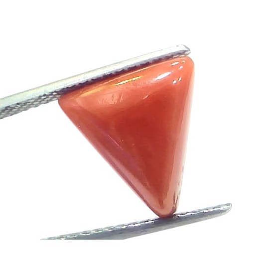 5.93 Ct Natural Italian Triangle Red Coral Trikon Moonga Gemstone