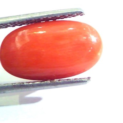6.04 Ct Untreated Natural Premium Italian Red Coral AAAAA