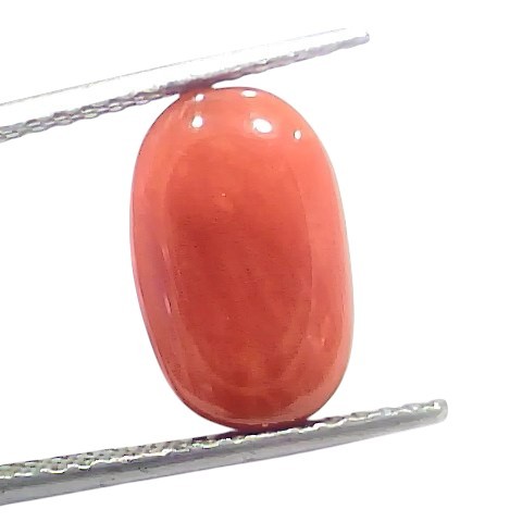 5.98 Ct 6.6 Ratti Natural Untreated Italian Red Coral Moonga Gems 5.98 Ct 6.6 Ratti Natural Untreated Italian Red Coral Moonga Gems