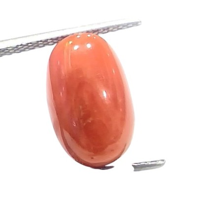 5.98 Ct 6.6 Ratti Natural Untreated Italian Red Coral Moonga Gems 5.98 Ct 6.6 Ratti Natural Untreated Italian Red Coral Moonga Gems