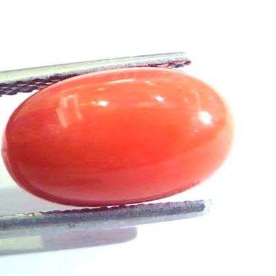 6.04 Ct Untreated Natural Premium Italian Red Coral AAAAA