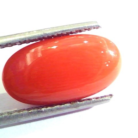 6.09 Ct Untreated Natural Premium Italian Red Coral AAAAA