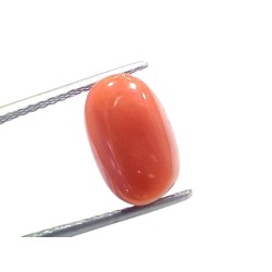 6.03 Ct 6.6 Ratti Natural Untreated Italian Red Coral Moonga Gems 6.03 Ct 6.6 Ratti Natural Untreated Italian Red Coral Moonga Gems