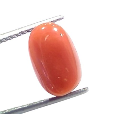 6.03 Ct 6.6 Ratti Natural Untreated Italian Red Coral Moonga Gems