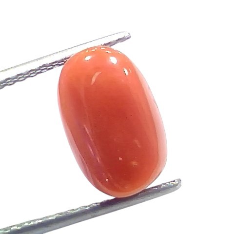 6.03 Ct 6.6 Ratti Natural Untreated Italian Red Coral Moonga Gems 6.03 Ct 6.6 Ratti Natural Untreated Italian Red Coral Moonga Gems