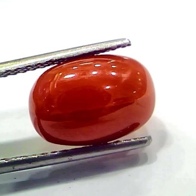 5.97 Ct 10 Ratti Natural Italian Red Coral Moonga Gemstone
