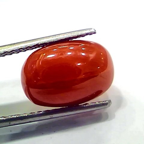 5.97 Ct 10 Ratti Natural Italian Red Coral Moonga Gemstone