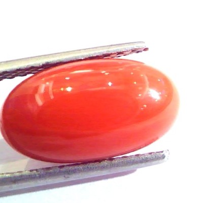 6.09 Ct Untreated Natural Premium Italian Red Coral AAAAA