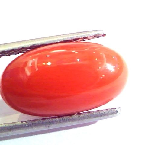 6.09 Ct Untreated Natural Premium Italian Red Coral AAAAA