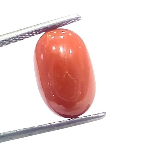 6.03 Ct 6.6 Ratti Natural Untreated Italian Red Coral Moonga Gems