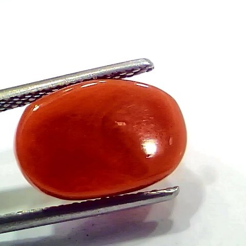 5.97 Ct 10 Ratti Natural Italian Red Coral Moonga Gemstone