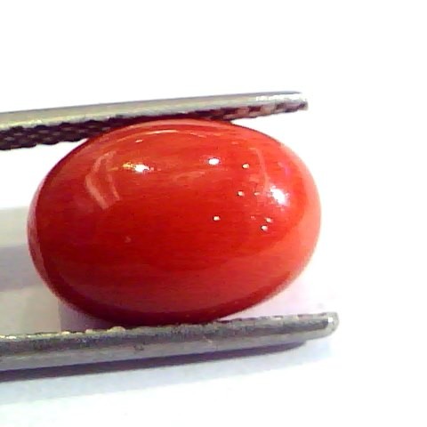 6.11 Ct Untreated Natural Premium Italian Red Coral AAAAA