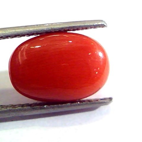 6.11 Ct Untreated Natural Premium Italian Red Coral AAAAA