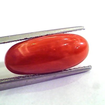 6.08 Carat Natural Italian Red Coral Moonga Gemstone AAAA