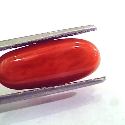 6.08 Carat Natural Italian Red Coral Moonga Gemstone AAAA