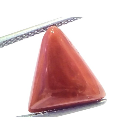 6.13 Ct Natural Italian Triangle Red Coral Trikon Moonga Gemstone