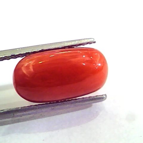 6.16 Carat Natural Italian Red Coral Moonga Gemstone AAAA