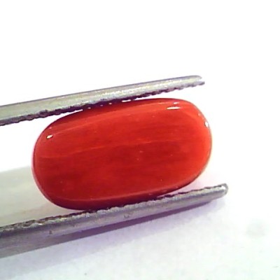 6.16 Carat Natural Italian Red Coral Moonga Gemstone AAAA