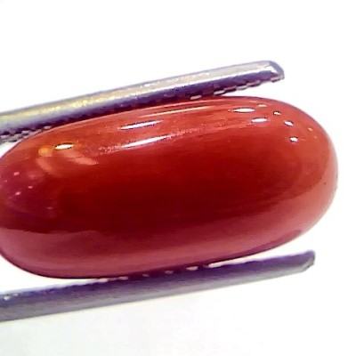 6.17 Ct 6.85 Ratti Natural Italian Red Coral Moonga Gemstone