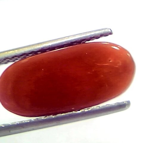 6.17 Ct 6.85 Ratti Natural Italian Red Coral Moonga Gemstone