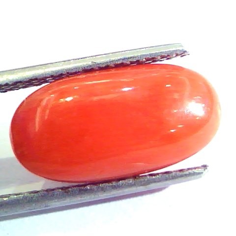 6.10 Ct Untreated Natural Premium Italian Red Coral AAAAA