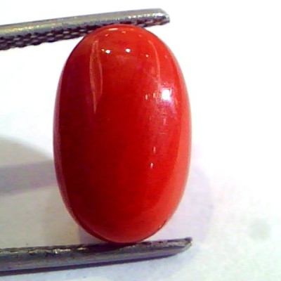 6.25 Ct Untreated Natural Premium Italian Red Coral AAA