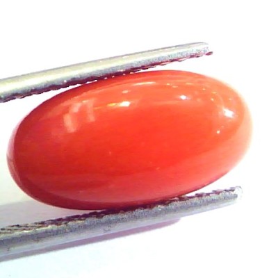 6.10 Ct Untreated Natural Premium Italian Red Coral AAAAA