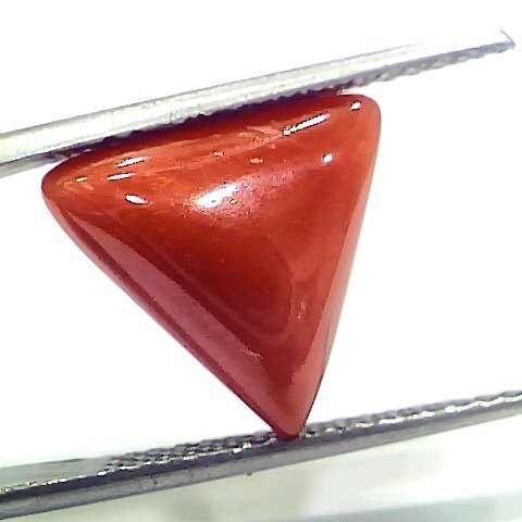 6.25 Ct 6.94 Ratti Natural Italian Triangle Red Coral Moonga Gemstone
