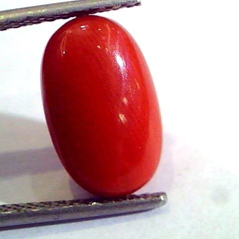 6.25 Ct Untreated Natural Premium Italian Red Coral AAA