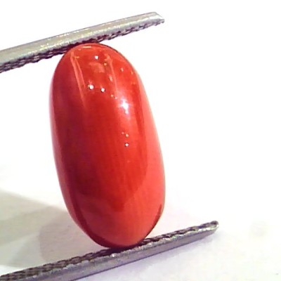 6.22 Carat Natural Italian Red Coral Moonga Gemstone AAAA