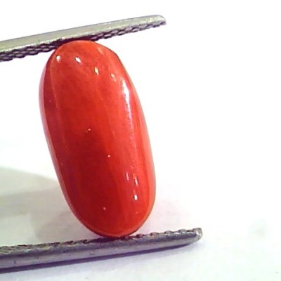 6.22 Carat Natural Italian Red Coral Moonga Gemstone AAAA