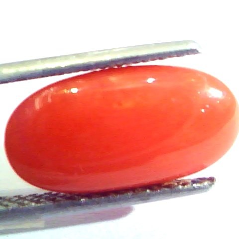 6.29 Ct Untreated Natural Premium Italian Red Coral AAAAA