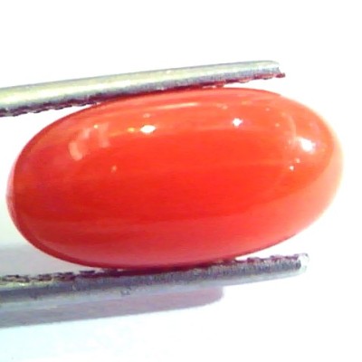6.29 Ct Untreated Natural Premium Italian Red Coral AAAAA