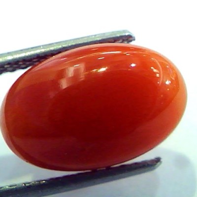 6.24 Ct Top Grade Premium Untreated Natural Japan Red Coral Gemstone