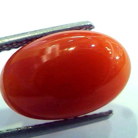 6.24 Ct Top Grade Premium Untreated Natural Japan Red Coral Gemstone