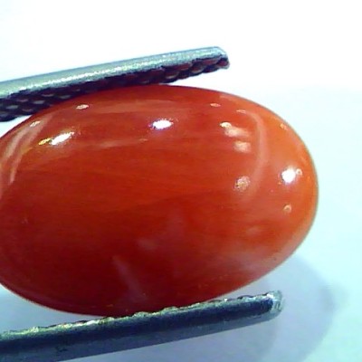 6.24 Ct Top Grade Premium Untreated Natural Japan Red Coral Gemstone