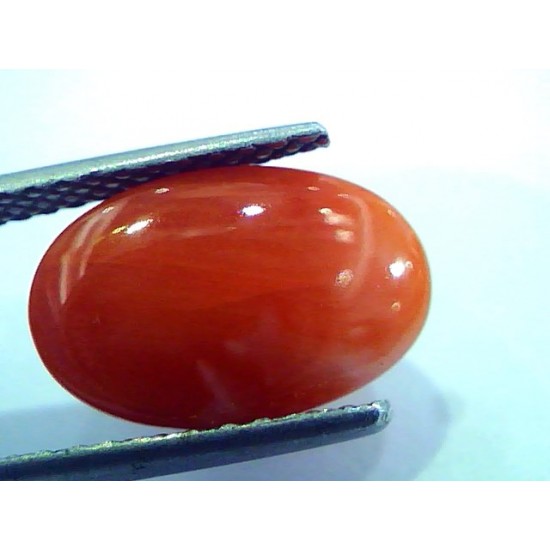 6.24 Ct Top Grade Premium Untreated Natural Japan Red Coral Gemstone