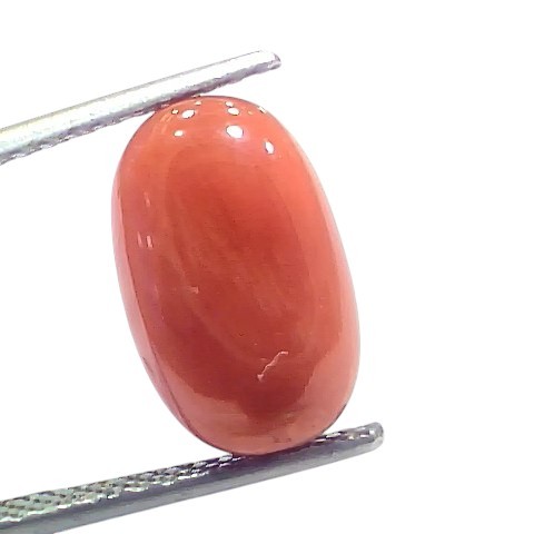 6.33 Ct 7 Ratti Natural Untreated Italian Red Coral Moonga Gems 6.33 Ct 7 Ratti Natural Untreated Italian Red Coral Moonga Gems