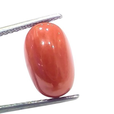 6.33 Ct 7 Ratti Natural Untreated Italian Red Coral Moonga Gems 6.33 Ct 7 Ratti Natural Untreated Italian Red Coral Moonga Gems