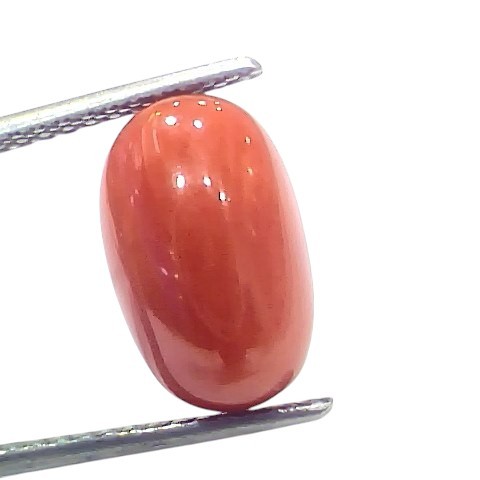 6.33 Ct 7 Ratti Natural Untreated Italian Red Coral Moonga Gems 6.33 Ct 7 Ratti Natural Untreated Italian Red Coral Moonga Gems