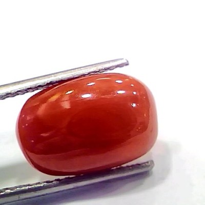 6.43 Ct 7.14 Ratti Natural Italian Red Coral Moonga Gemstone