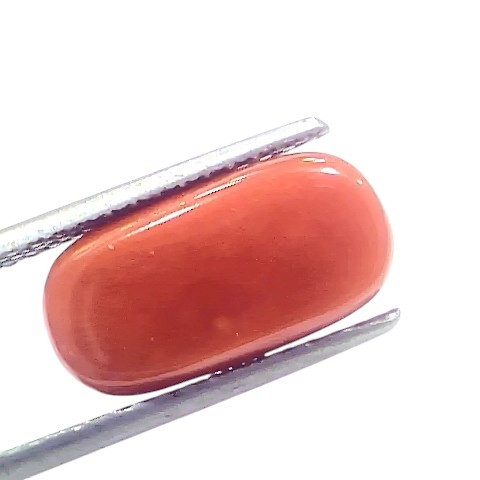 6.36 Ct 7.05 Ratti Natural Untreated Italian Red Coral Moonga Gems 6.36 Ct 7.05 Ratti Natural Untreated Italian Red Coral Moonga Gems