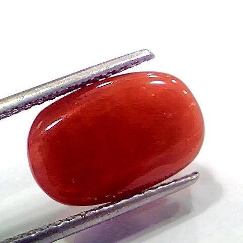 6.43 Ct 7.14 Ratti Natural Italian Red Coral Moonga Gemstone