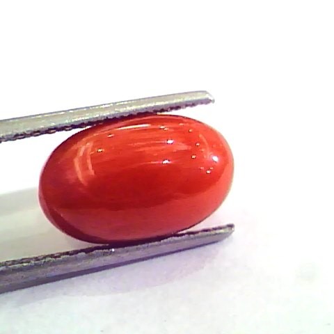 6.36 Carat Natural Italian Red Coral Moonga Gemstone AAAA