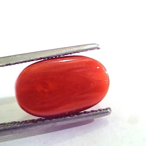 6.36 Carat Natural Italian Red Coral Moonga Gemstone AAAA