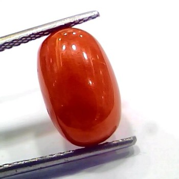 6.44 Ct 7.15 Ratti Natural Italian Red Coral Moonga Gemstone